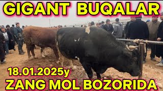 ZANG MOL BOZORIDA GIGANT BUQALAR 18.01.2025y #rek #video #chorvabozori