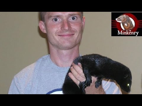 How Do You Get a Mink? How Do You Get a Mink?