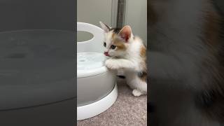 【子猫】初めての給水器