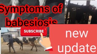 Full information   for  babesiosis  in cow Symptoms and treatment part - 2 cow ki recovery ...