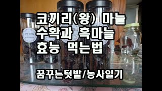 코끼리(왕 ) 마늘 수확과 흑마늘 효능 먹는 방법