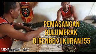 TAK SEMUDAH KITA BAYANGKAN | Proses pemasangan Bulu merak Di Rengkek ukuran 155