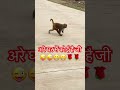 अरे घर में कोई है जी comedy animals funnymonkey youtubeshorts trending viralvideo shorts