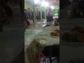 nimang jalung di rantau sabung pakan..(gawai antu)