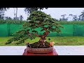 pameran nasional bonsai juara terbaik lumanjang 2025