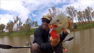 Murray Cod Surface Lure Review