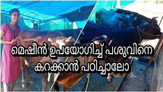 🐄🐄എങ്ങനെ മെഷീൻ ഉപയോഗിച്ച് പശുവിനെ കറന്ന്  പാല് എടുകാം 🐄🐄