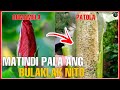 BAKA NAKITA MO NA ANG MGA BULAKLAK NA ITO ANG GUMAMELA AT PATOLA | BHES TV