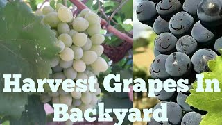 Grapes Harvesting In October 2019 | Thompson Seedless Grapes | Grapes Variety