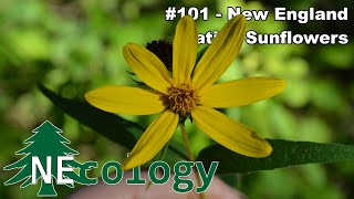 NEcology #101 - New England Native Sunflowers