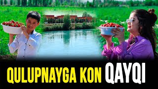 Qulupnayga kon Qayqi