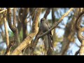 ashy drongo