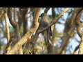 ashy drongo