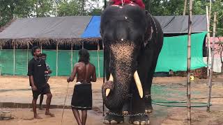 ഒരുങ്ങി സുന്ദരനായി എങ്ങോട്ടാ 💕😇 | kerala elephant | thuravoor unnikuttan and manikandan