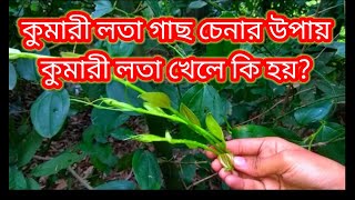 কুমারী লতা গাছের উপকারিতা I কুমারী লতার ডগা খেলে কি হয় জেনে নিন ? I Kumari lata gunagun