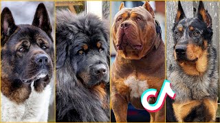 World's Most Underrated Dog Breeds Tiktok Compilation