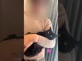 腕の中で寝てしまいそうな黒猫　 the black cat is about to fall asleep