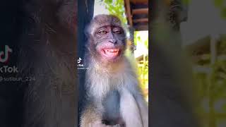 Monkey Got That Lightskin Rizz
