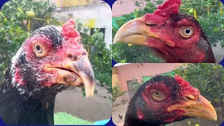 Ali Walay|| Aseel chicken Breeding trio tips | Chicken Selection for good result