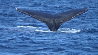 小笠原のクジラは船の音に反応するか　騒音調査に同行