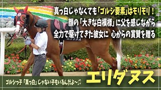 【ゴールドシップ産駒】だって女の子だもん！パドックに咲く花たちに癒されながら、今日も全力でレースを励む競走馬【エリダヌス】