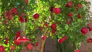 两只蜂鸟挣糖水罐 Two hummingbird fighting the feeder.