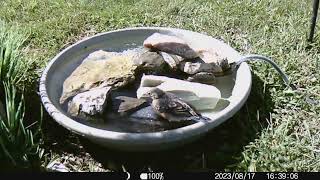 2023 0817 one baby bluebird flies away but the other is still captivated by the water