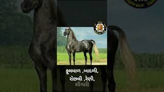 કેવી હોય કાઠીયાવાડ ની ઘૉડિયૂ જાણ વા માટે જુવો vodio