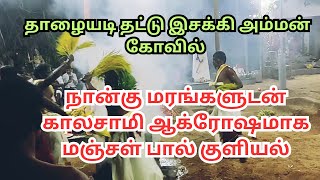 நான்கு மரங்களுடன் காலசாமி மஞ்சள் பால் குளியல் | தாழையடி தட்டு இசக்கி அம்மன் கோவில் திருவிழா - 2024