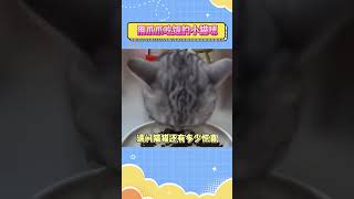 学会了新技能的小猫咪#猫咪 #萌宠 #猫猫小可爱 #猫咪的迷惑行为 #萌宠出道计划  #搞笑