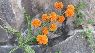 ABC TV | How To Make Easy Mimosa Flower With Crepe Paper - Craft Tutorial