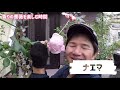 【コストコイルミネーション】薔薇庭に取り付けました！の巻き！