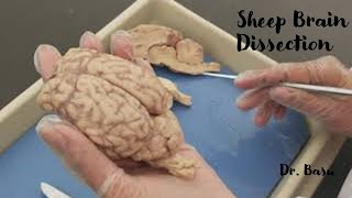 Sheep brain dissection | Dr. Basu's Easy Anatomy \u0026 Physiology