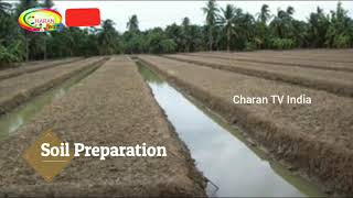 coconut farmer Technology ತೆಂಗಿನ ರೈತ ತಂತ್ರಜ್ಞಾನ