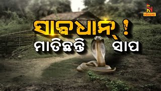 ସାବଧାନ ! ମାତିଛନ୍ତି ସାପ