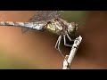 libelle raubinsekt Стрекоза хищное насекомое dragonfly predatory insect