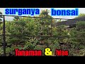 🔴Review lokasi pedagang tanaman hias dan bonsai di Bali