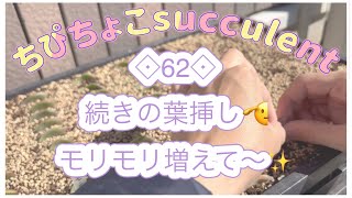 多肉植物◇62◇続きの葉挿し🫡モリモリ増えて〜✨