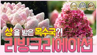 상을 받은 목수국이 있다? 리빙크리에이션 목수국을 소개합니다!