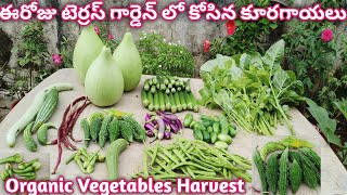 మనం తినే కూరగాయలు మనమే పండించుకుందాం |Organic Terrace Garden Harvests