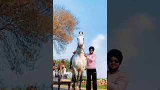 Marwari horse stallion Dulla majhuke blood line punjab #shorts #marwarihorse #viral #horse #trending