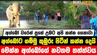 වරෙන් පුතේ උබට අපි කන්න ගෙනාවා | අග්බෝට ගම්මු කුඹුරු පිටින් කන්න දෙයි | මෙන්න අග්බෝගේ නවතම තත්ත්වය