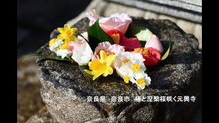 奈良県　奈良市　椿と涅槃桜咲く元興寺　写真紀行　2023