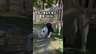 苦手な大型犬のことノーマークすぎるブルドッグ#飼い主に隠れようとします