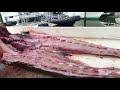 filleting giant cobia live 🔴