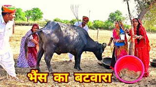 भैंस का बटवारा ~ होशियार लुगाई 🤣 Bhes Ka Batwara || मारवाडी कॉमेडी || Marwadi Comedy Rajasthani Vide