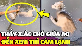 Tưởng chú chó ĐÃ CH.ẾT ở dưới ao, chàng trai lại thăm dò và cái kết NUỐT NGƯỢC NƯỚC MẮT 😅 | Gâu Đần