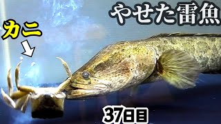 ライギョがカニを…とんでもないことになった！【やせすぎ雷魚37日目】