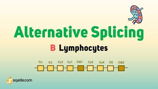 B Lymphocytes - Alternative Splicing