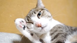 猫が顔を洗うと雨が降る動画